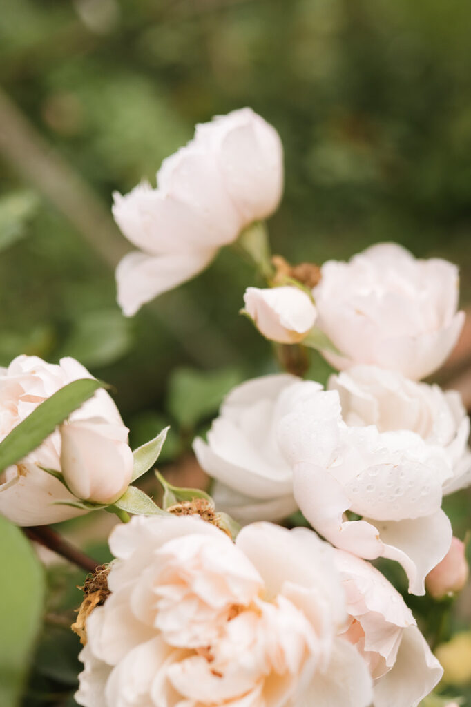 flowers Chateau de Mairy, Champagne