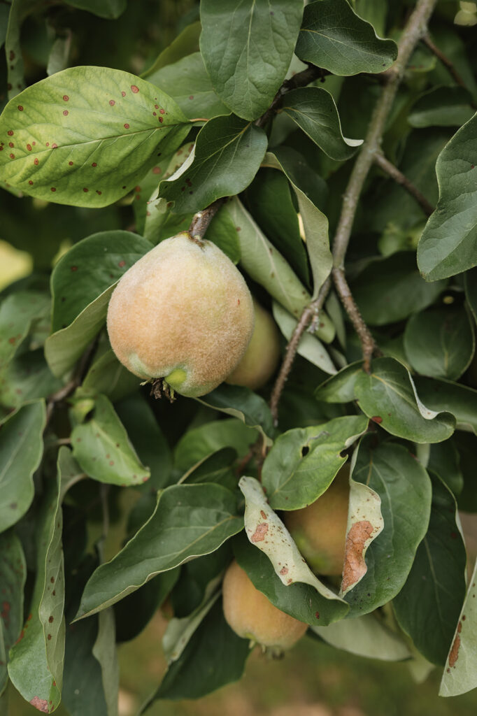 Wedding Chateau de Mairy, Champagne